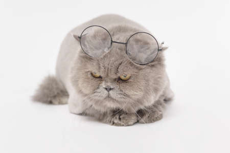 Portrait of A Scottish fold lovely cats on white studio background