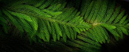 Close up Pine leaf , Christmas  background concept