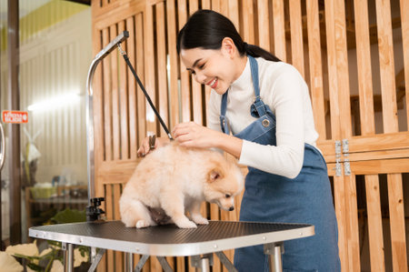 A Female professional groomer trimming haircut dog at pet spa grooming salonの写真素材