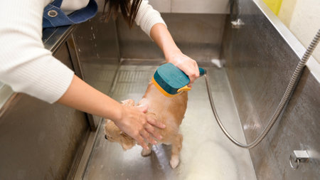 A Female professional groomer bathing dog at pet spa grooming salonの写真素材
