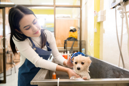 A Female professional groomer bathing dog at pet spa grooming salonの写真素材