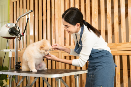 A Female professional groomer combing dog fur at pet spa grooming salonの写真素材