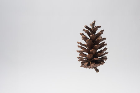 A pine cone floats gracefully in mid-air, showcasing intricate details and earthy tones.の写真素材