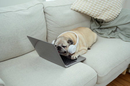 Pug lies comfortably on couch with laptop nearby and a cup resting on a pillow in a sunny space.の写真素材