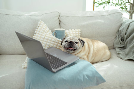 Pug lies comfortably on couch with laptop nearby and a cup resting on a pillow in a sunny space.の写真素材