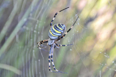 Argiope bruennichiの写真素材