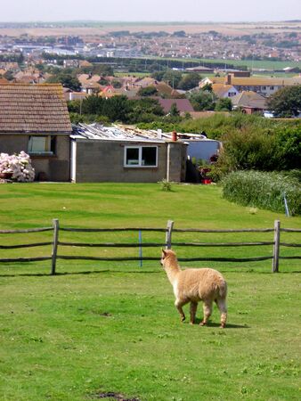  A sheep inside a yard close to Rottingdean, East Sussex, England.の写真素材