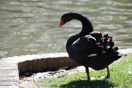 Black swan walking around a pondの写真素材
