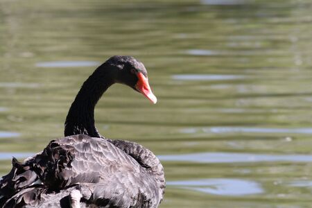 Black swan swimming on a pondの写真素材