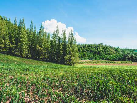 Beautiful scenery of the Thai countryside on clear day.