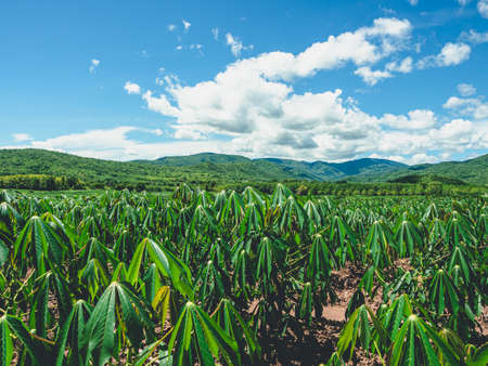 Beautiful scenery of the Thai countryside on clear day.の写真素材