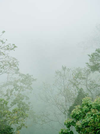 Morning fog in dense tropical rainforest.