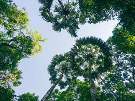 Low angle view of tropical tree with green leaves in rainforest.の写真素材
