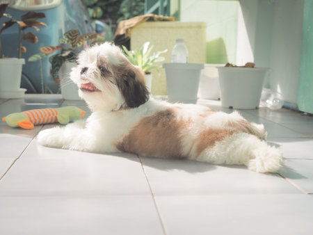 Shih Tzu puppy are panting in front of the house after out to play on sunny day.の写真素材