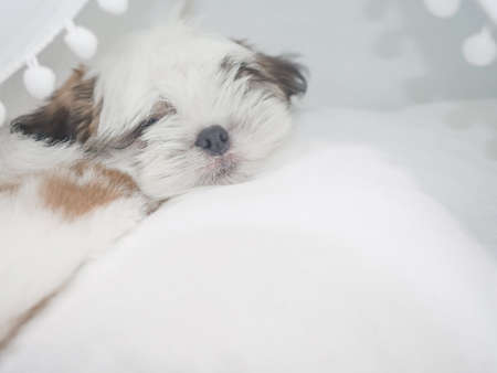 Cute Shih tzu puppy sleeping and relaxing on floor at home. Pet lifestyle and health conceptの写真素材