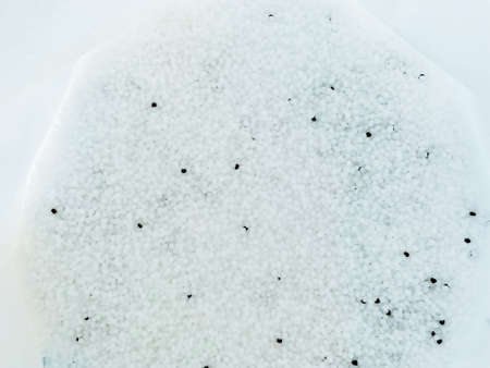 raw material or plastic pellets. plastic polymer granules color clear blue.の写真素材