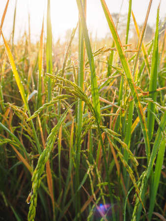 close up of rice plants in rice field with sunlight.の写真素材
