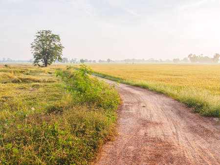 tranquil scene of green rice field with morning sky and mist over the fieldの写真素材