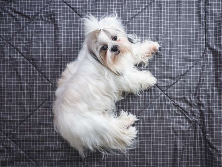 Happy furry Shih tzu dog on bed in bedroomの写真素材