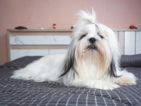 Happy furry Shih tzu dog on bed in bedroomの写真素材