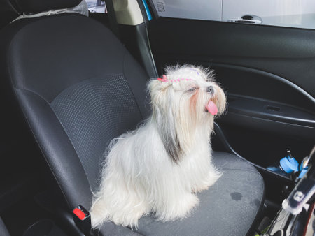 Shih Tzu puppy sitting in car on the seat. Travel dog concept.の写真素材