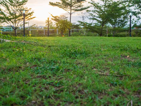 Empty lawn at the sunset with copy space.の写真素材
