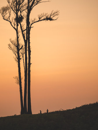silhouette of hiker rest under the big trees at sunset after a tiring trip.の写真素材