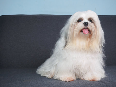 Fluffy white Shih Tzu dog on the sofa at home.