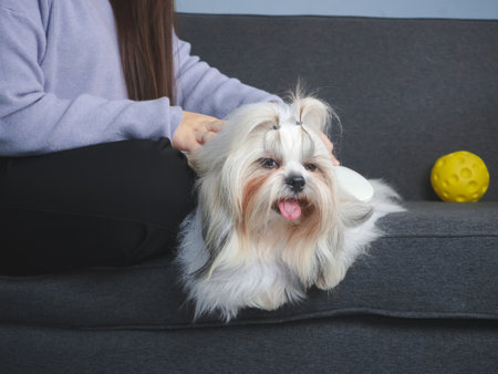 Young woman care of her dog with combing fur on the sofa in the living room.