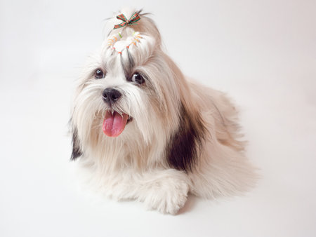 Dog of breed shih-tzu on white backgroundの写真素材