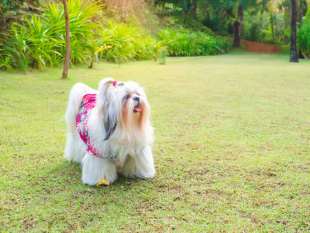 Shih Tzu dog with long hair on green grass wearing a red summer shirtの写真素材