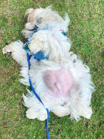 Shih Tzu with long hair lies on his back on the grass. summer time, Heat Stroke in dog.の写真素材