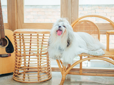 Cute furry white Shih Tzu looks at camera sitting on chair.の写真素材