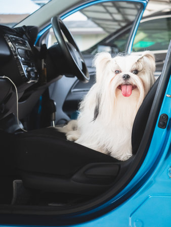 Travel dog concept. Shih Tzu furry in car.の写真素材