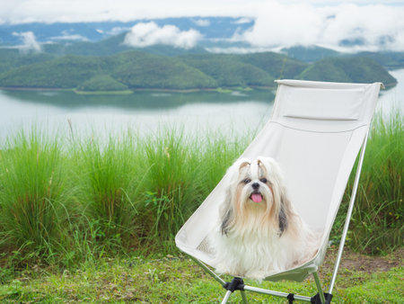 Pet dog shih tzu sitting on camping chair looking in the morningの写真素材