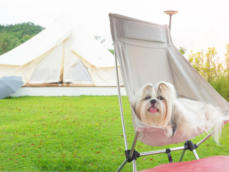 Pet dog shih tzu sitting on camping chair looking in the morningの写真素材