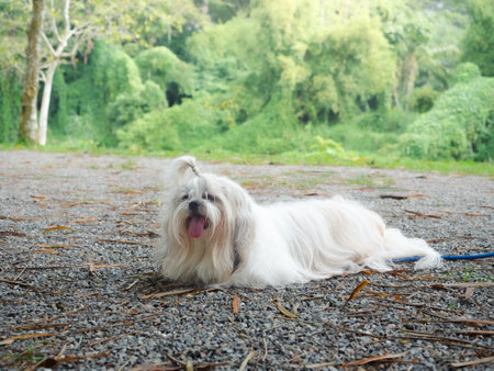 Messy fur dog after run on the grass outdoors