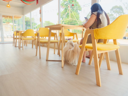 Cute Shih Tzu dog standing in coffee shop cafe with cheerful to her ownerの写真素材