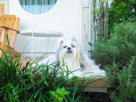 Fluffy Shih Tzu dog ââis waiting for its owner in front of a house with trees decorating the garden.の写真素材