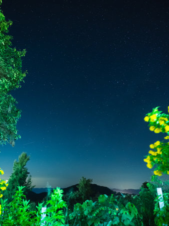 Starry night sky with tree foliage in foregroundの写真素材