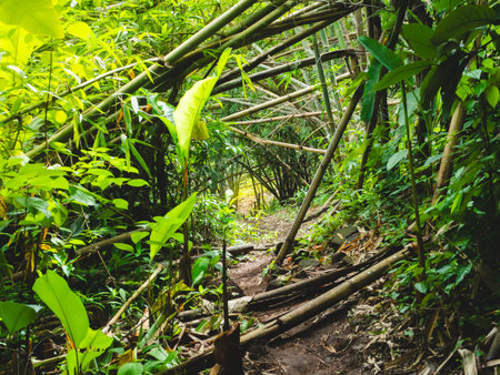 Green nature hiking trail path in tropical rainforest in Phu Soi Dao National Park, Thailand.