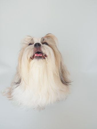 Shih Tzu dog with long fur sitting on white background, looking happy and playful.の写真素材