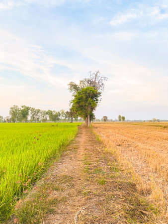 Rural dirt road divides lush green rice field and a harvested field under soft blue sky.の写真素材