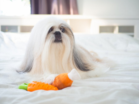 Long haired Shih Tzu dog on bed with soft natural light shining through window in bedroom. Dog fur is silky and well groomed.の写真素材