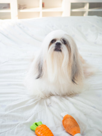 Long haired Shih Tzu dog on bed with soft natural light shining through window in bedroom. Dog fur is silky and well groomed.の写真素材