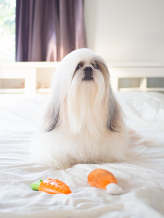 Long haired Shih Tzu dog on bed with soft natural light shining through window in bedroom. Dog fur is silky and well groomed.の写真素材