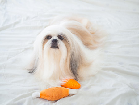 Long haired Shih Tzu dog on bed with soft natural light shining through window in bedroom. Dog fur is silky and well groomed.の写真素材
