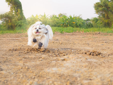 Fluffy Shih Tzu dog with long, flowing fur is joyfully running across a dirt field in evening sunlight. Dog wears small protective boots.の写真素材