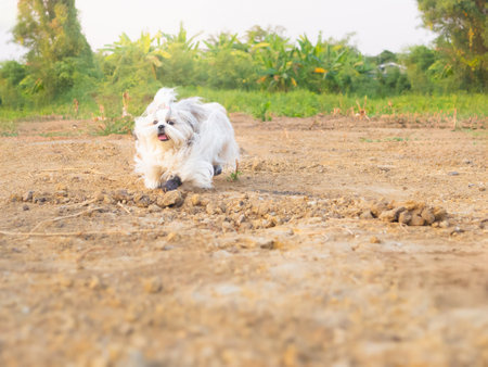 Fluffy Shih Tzu dog with long, flowing fur is joyfully running across a dirt field in evening sunlight. Dog wears small protective boots.の写真素材