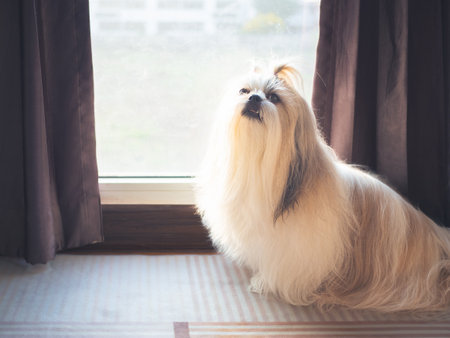 Shih Tzu dog inside house.の写真素材